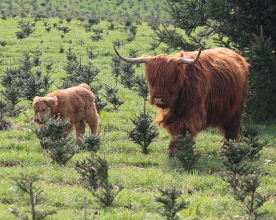 Highland cattle
