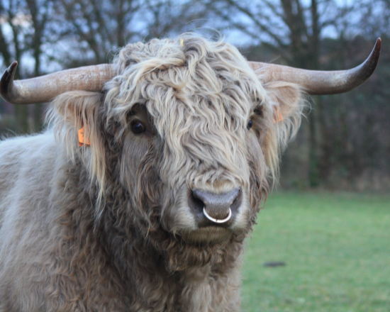 Highland cattle