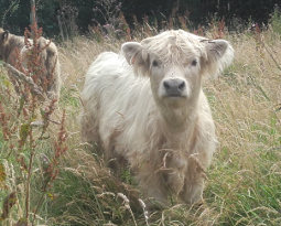 Highland cattle
