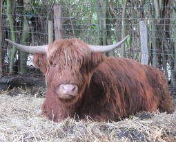 Highland cattle