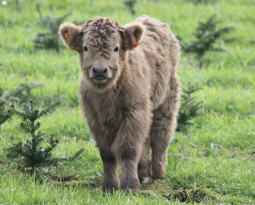 Highland cattle