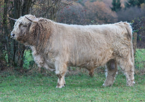 Highland cattle
