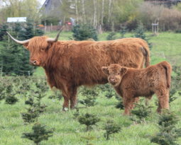 Highland cattle
