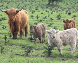 Highland cattle