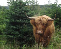 Highland cattle