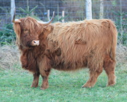 Highland cattle