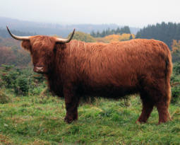 Highland cattle