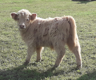 Highland cattle